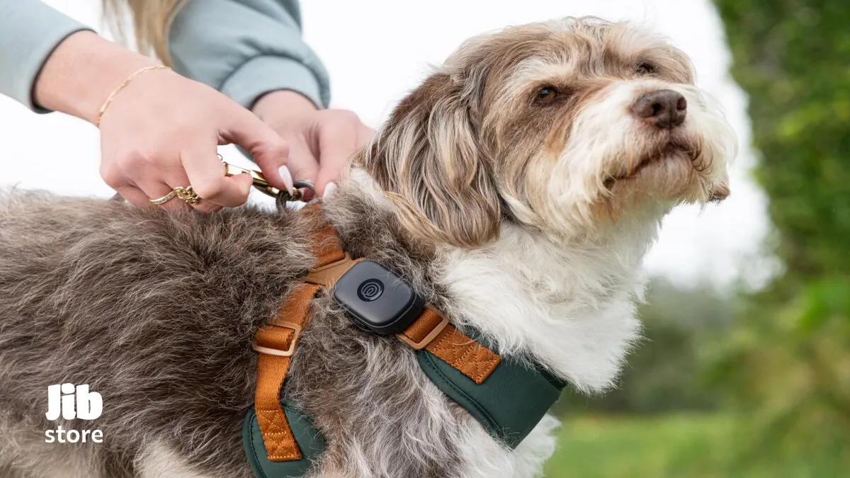 با Pet GPS جدید Life360، دیگر حیوان خانگیتان گم نمیشود!